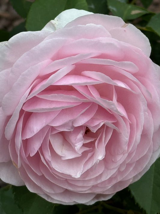 David Austin English Rose