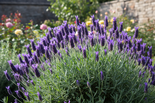 Lavandula x intermedia 'Phenomenal'