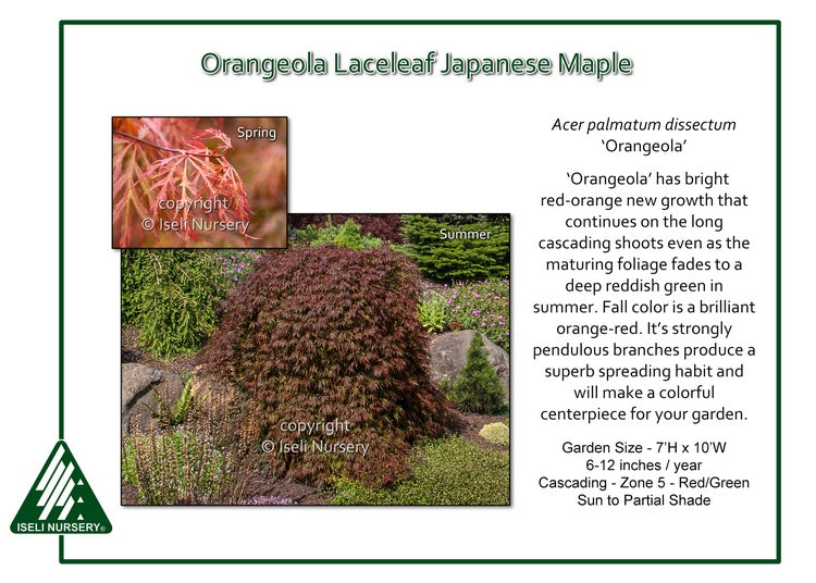 Orangeola Japanese Maple