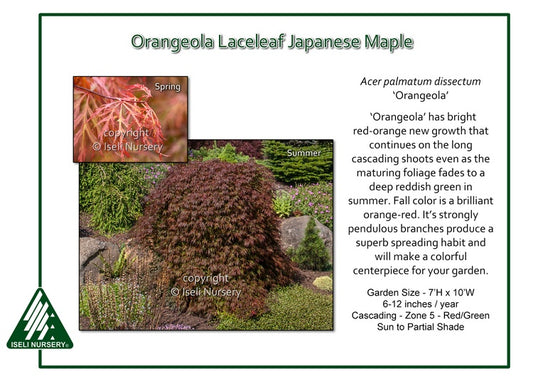 Orangeola Japanese Maple