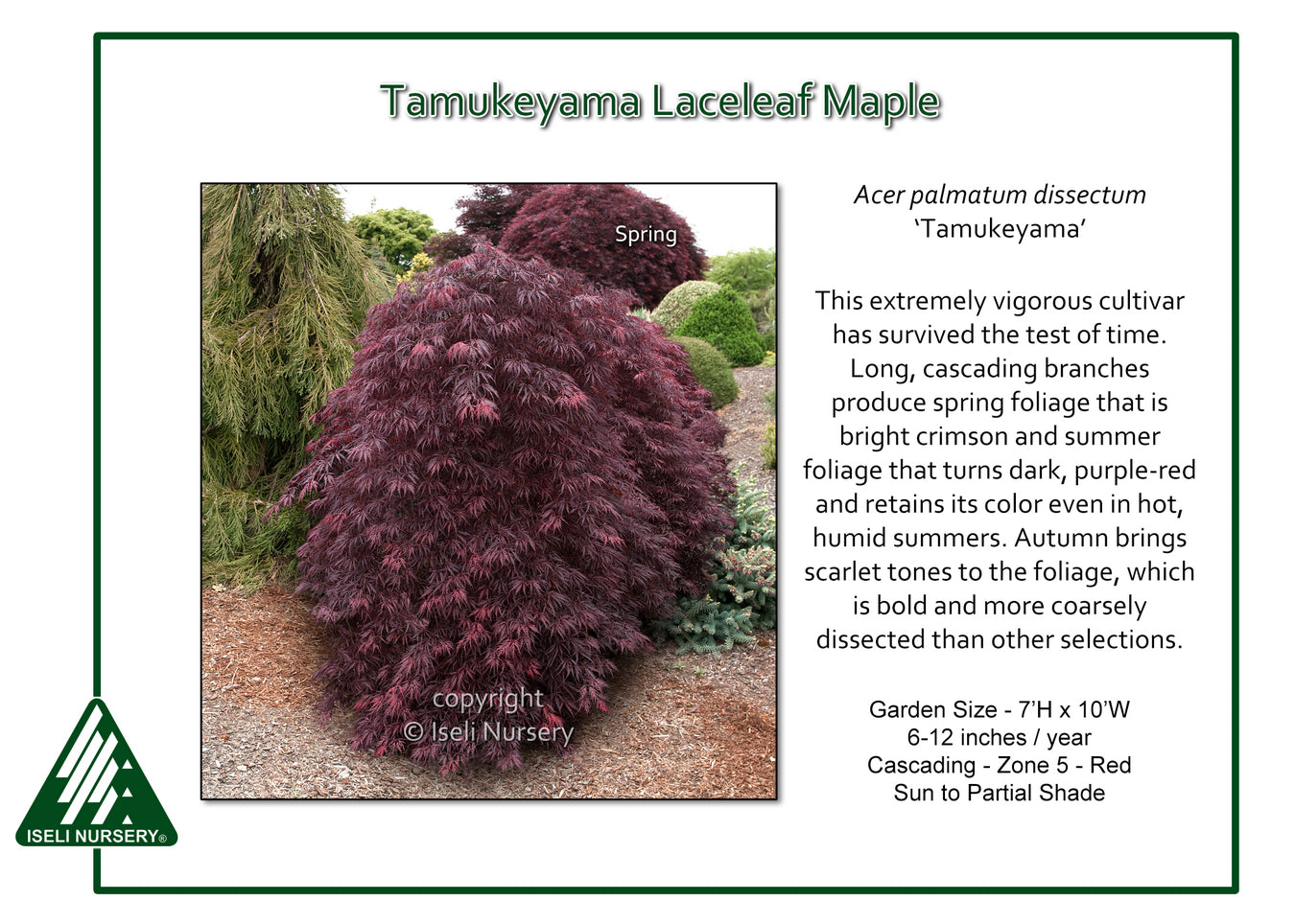 Tamukeyama Japanese Maple