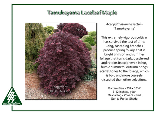 Tamukeyama Japanese Maple