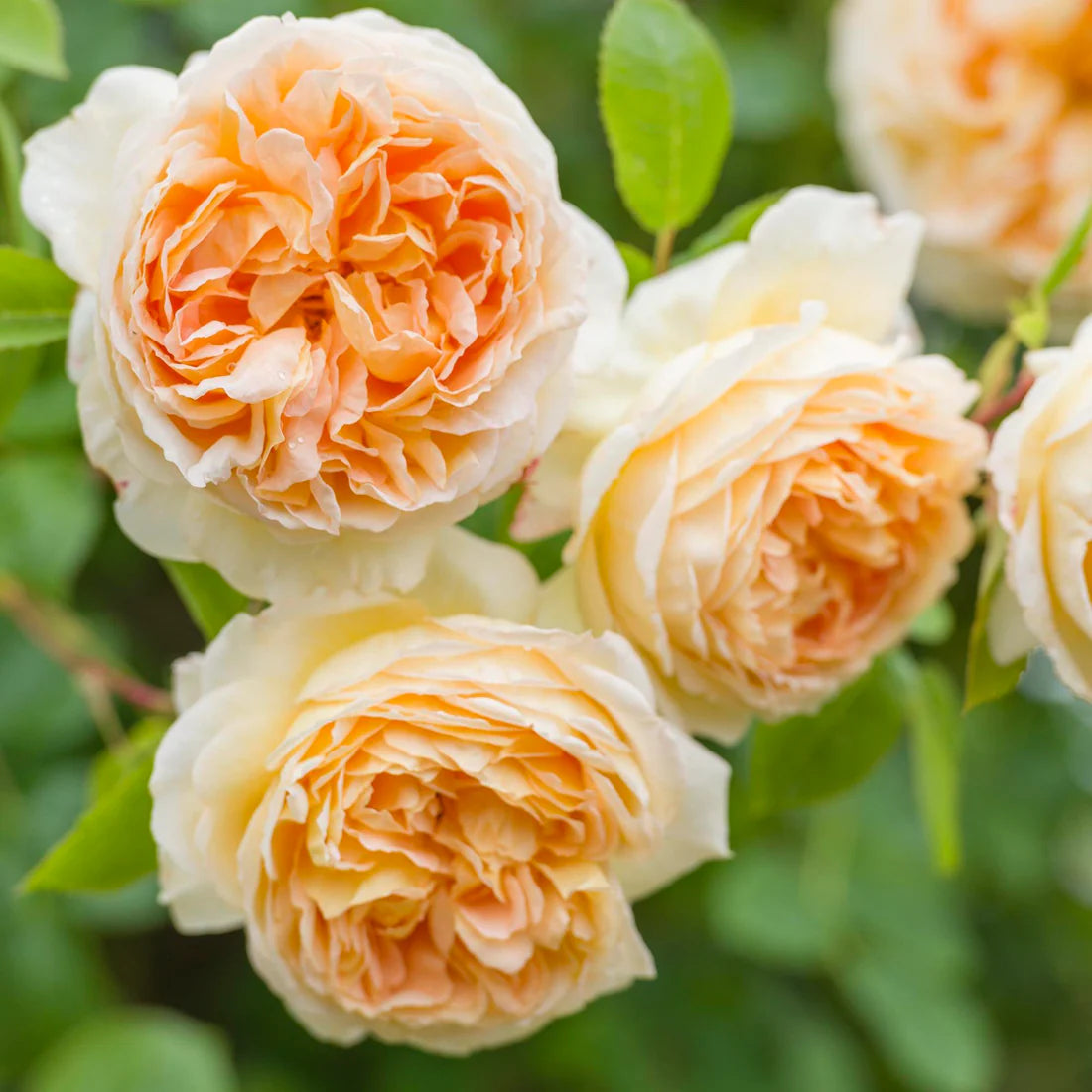 David Austin English Rose