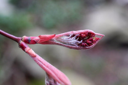 Bloodgood Japanese Maple