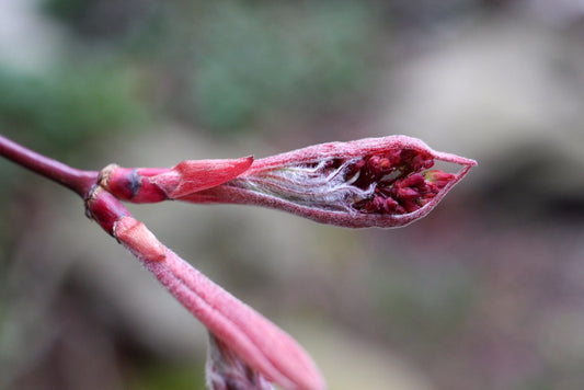 Bloodgood Japanese Maple