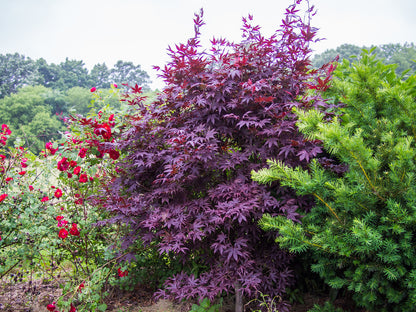 Bloodgood Japanese Maple