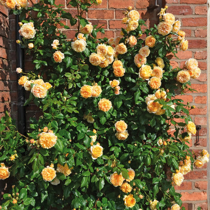 David Austin English Rose