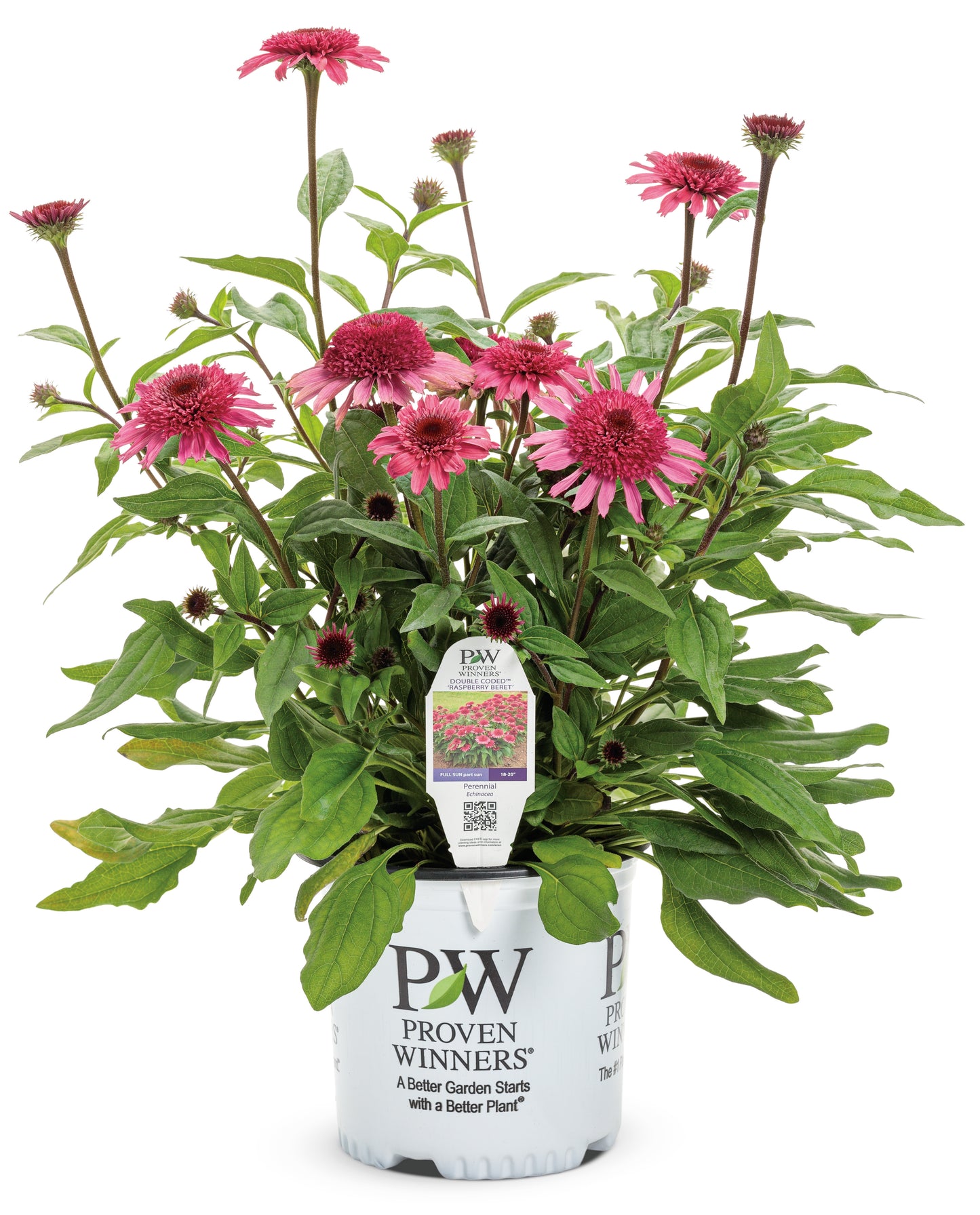 Double Coded® 'Raspberry Beret' Coneflower Echinacea