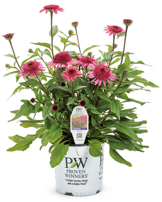 Double Coded® 'Raspberry Beret' Coneflower Echinacea