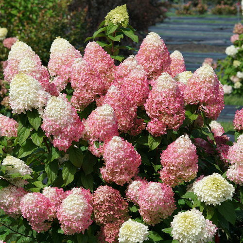 Hydrangea ‘Quick Fire Fab’®