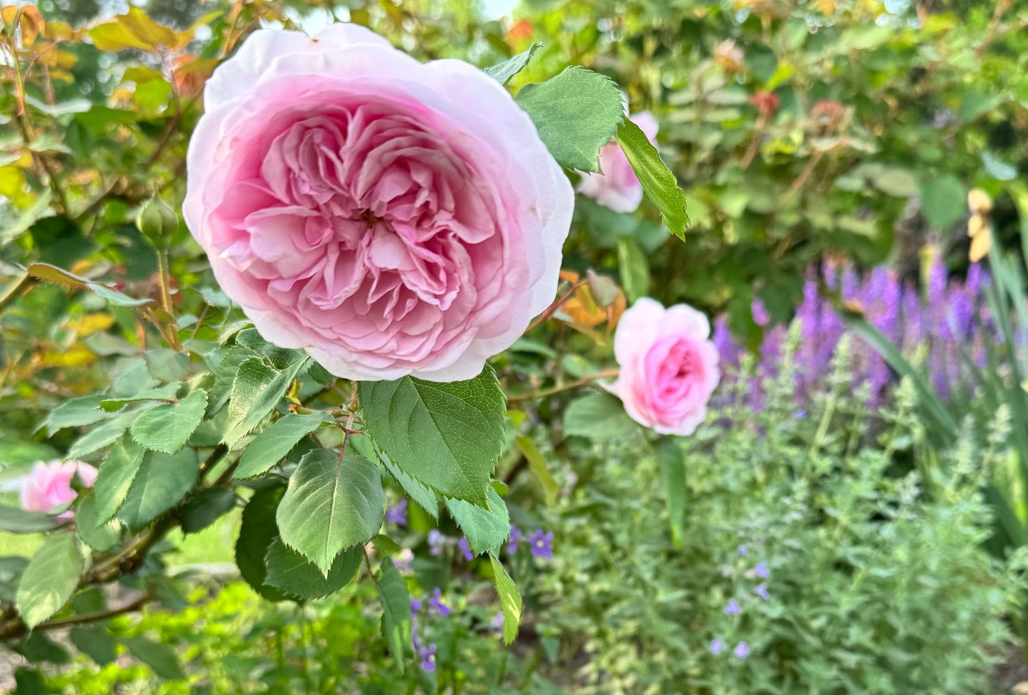 David Austin English Rose