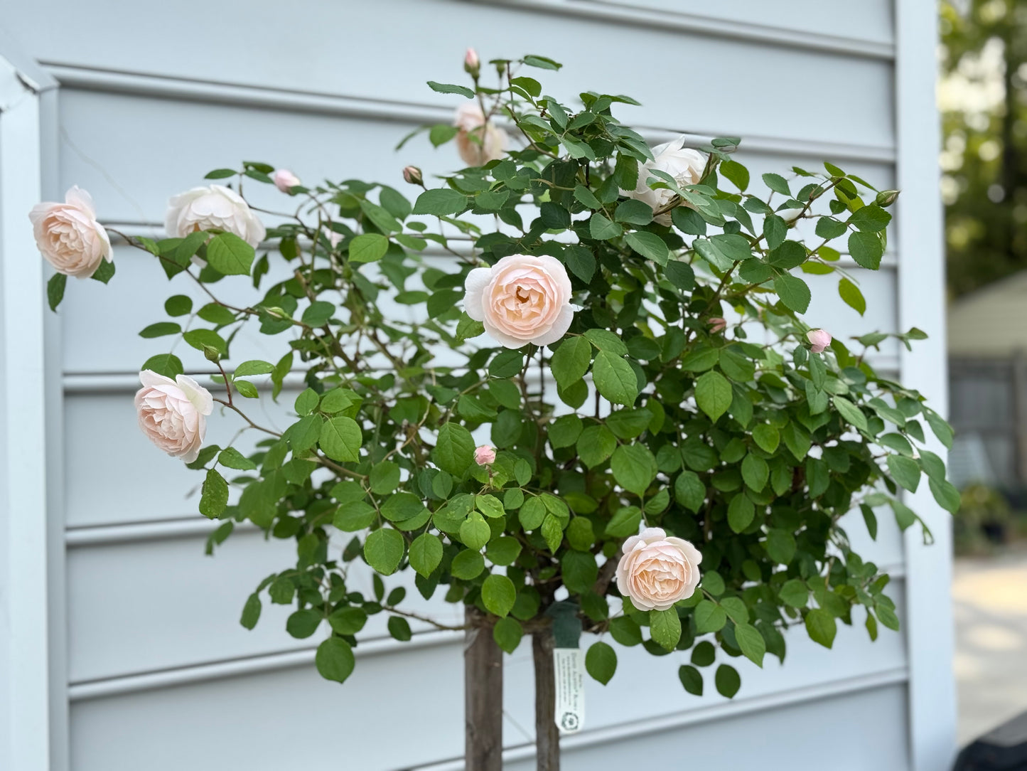 David Austin English Rose