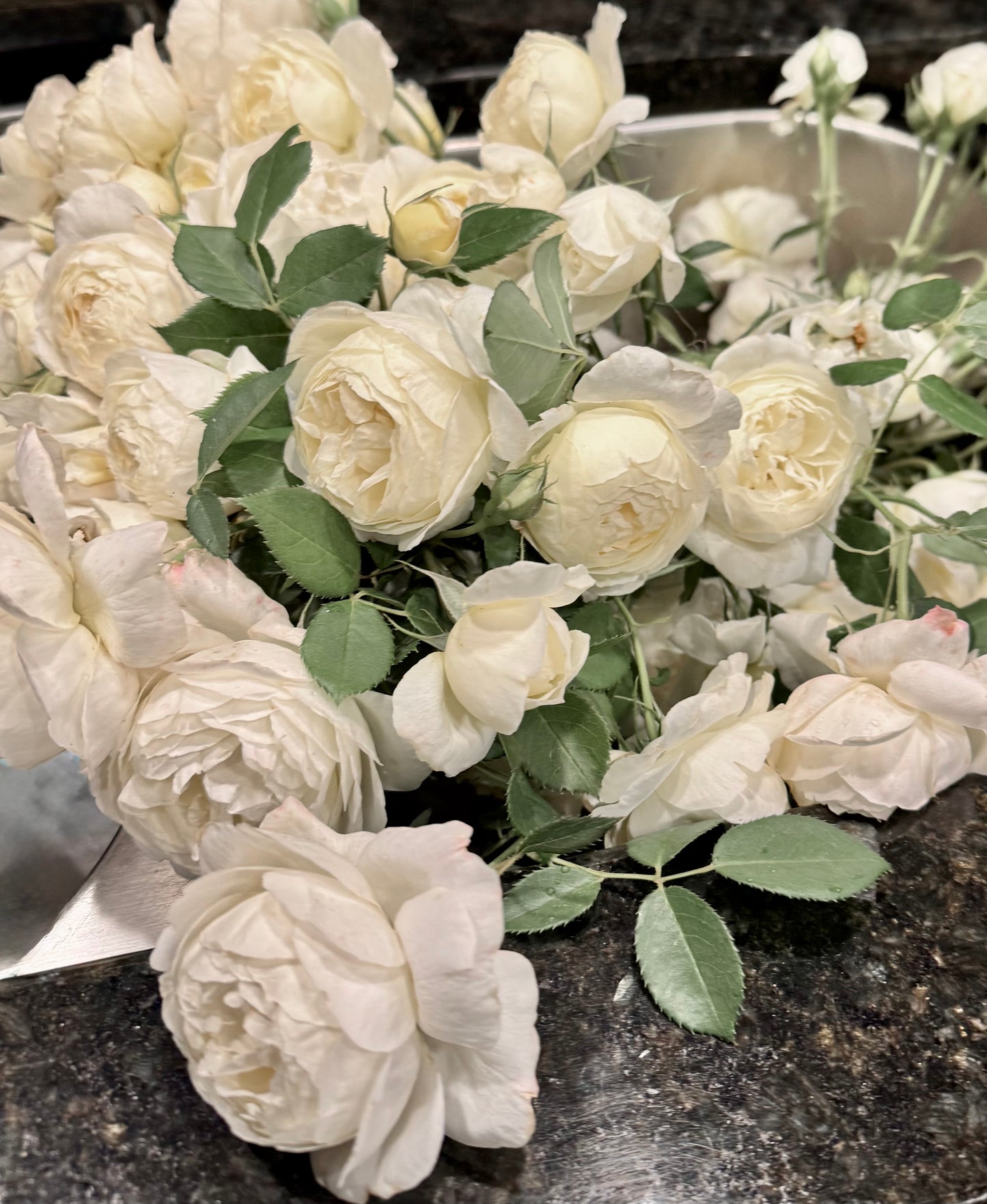 David Austin English Rose