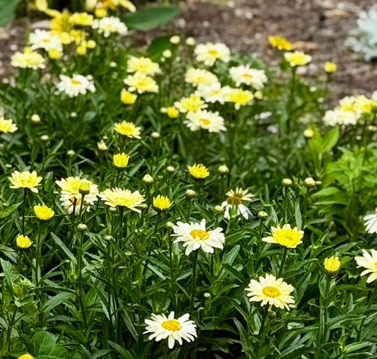 Amazing Daisies® 'Banana Cream' Shasta Daisy