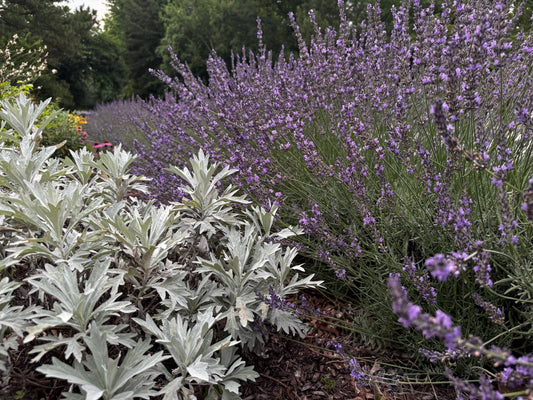 Lavandula x intermedia 'Phenomenal'