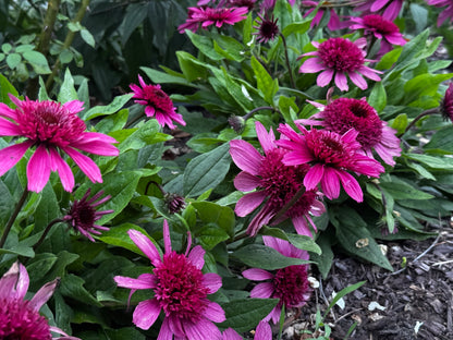 Double Coded® 'Raspberry Beret' Coneflower Echinacea