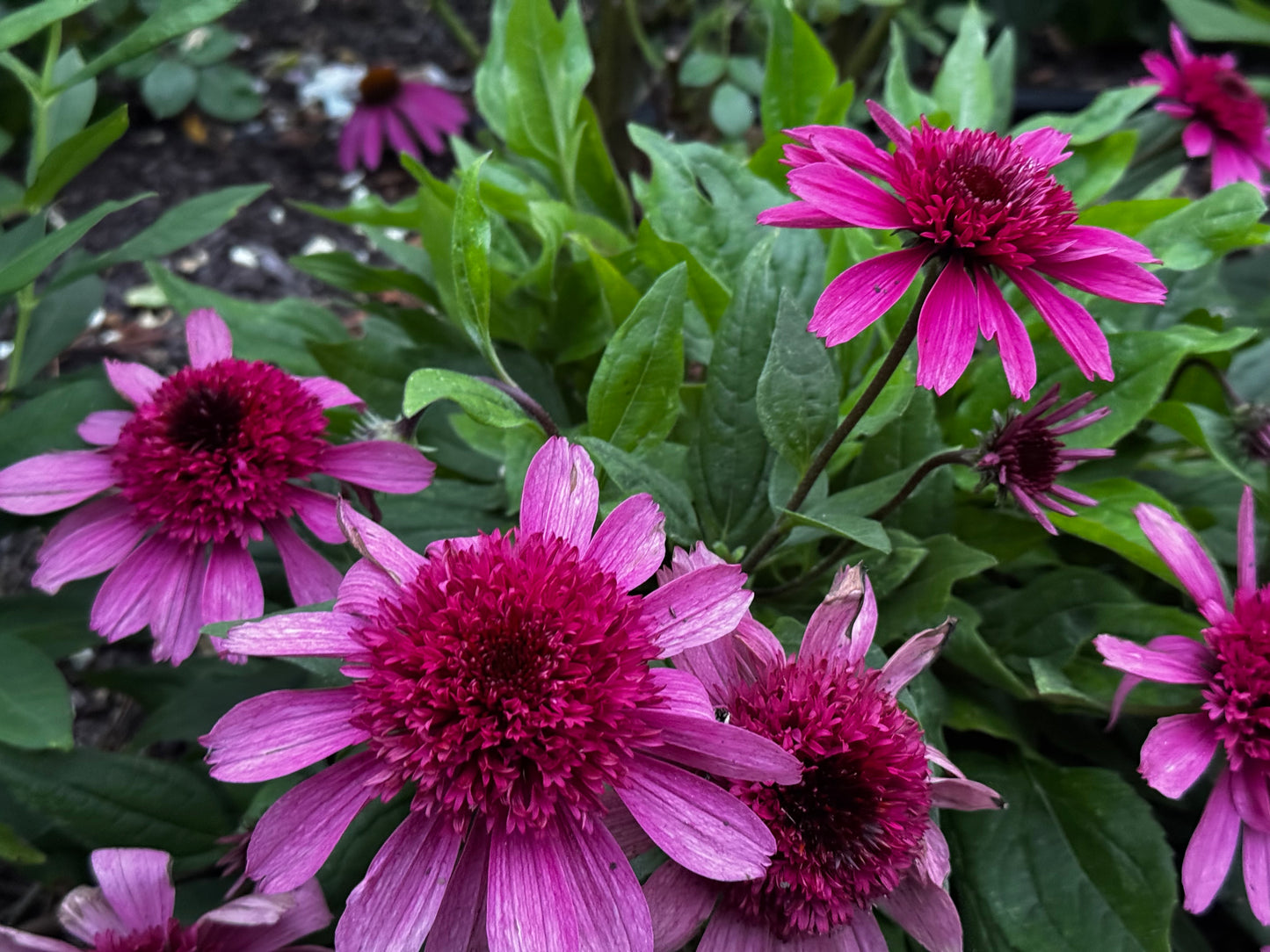Double Coded® 'Raspberry Beret' Coneflower Echinacea