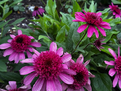 Double Coded® 'Raspberry Beret' Coneflower Echinacea