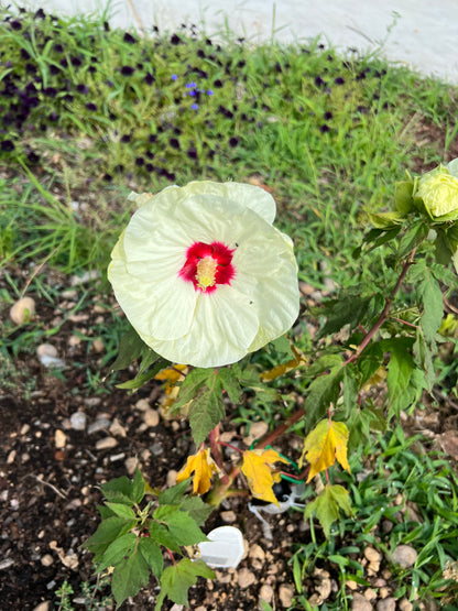 Summerific® Hardy Hibiscus
