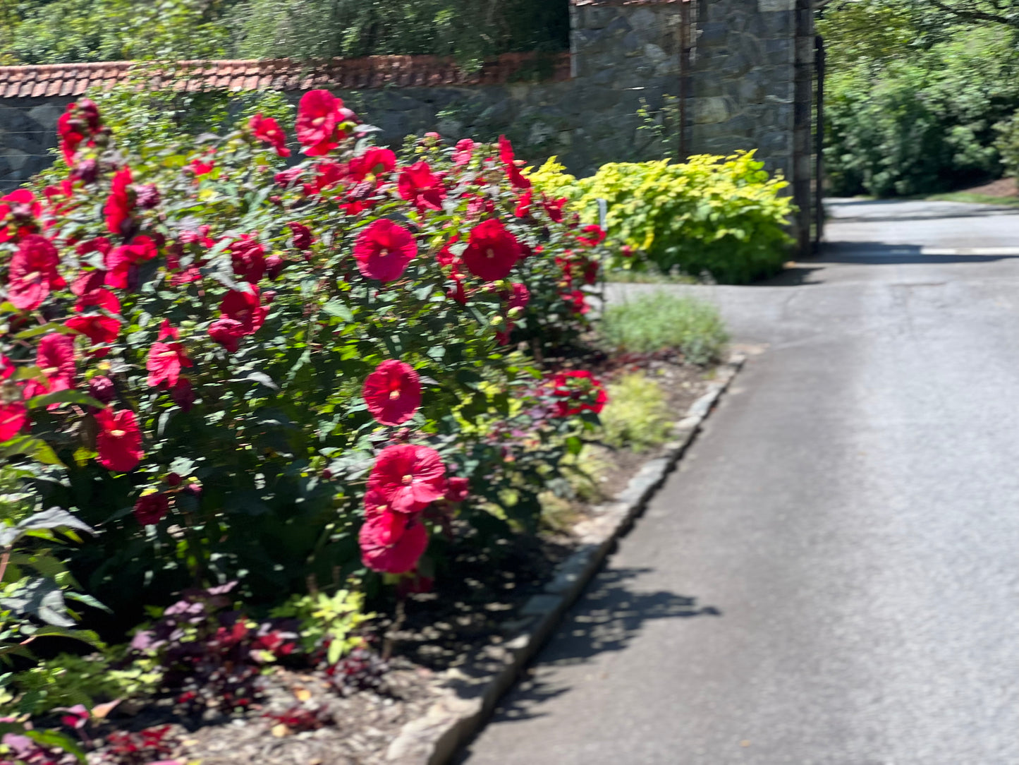 Summerific® Hardy Hibiscus