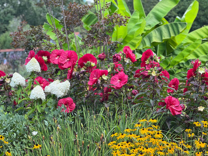 Summerific® Hardy Hibiscus