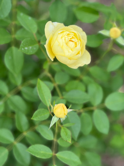 David Austin English Rose