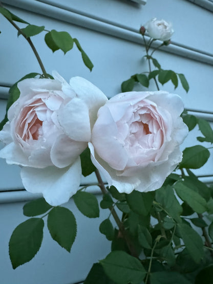 David Austin English Rose