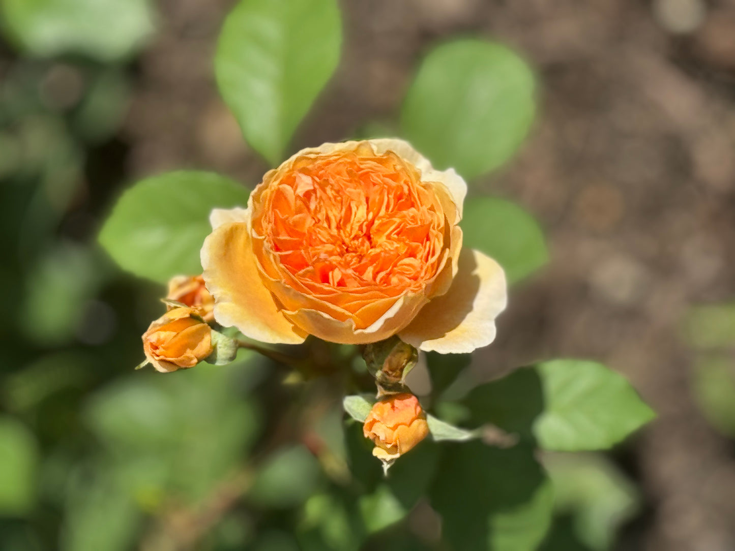 David Austin English Rose