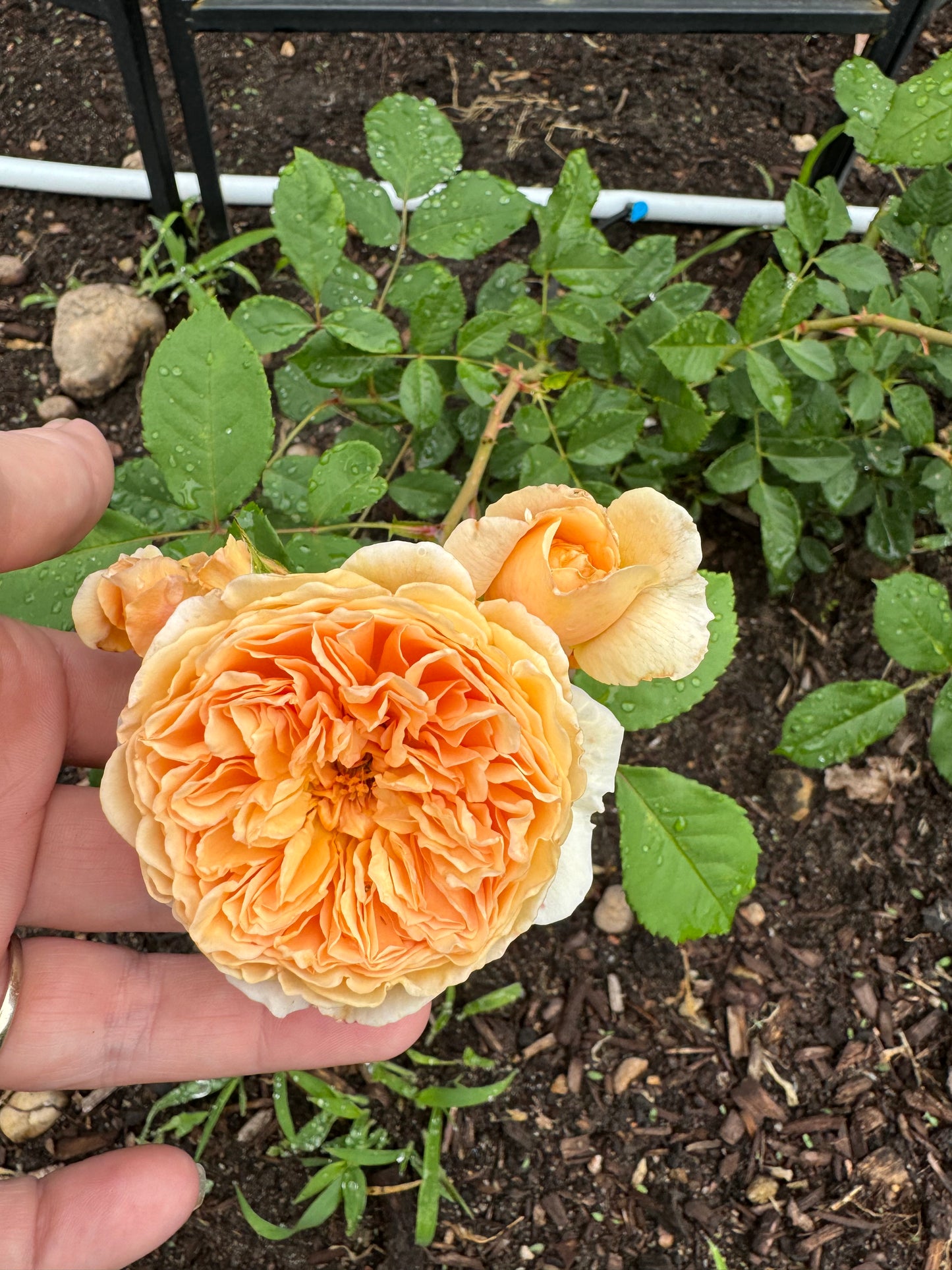 David Austin English Rose