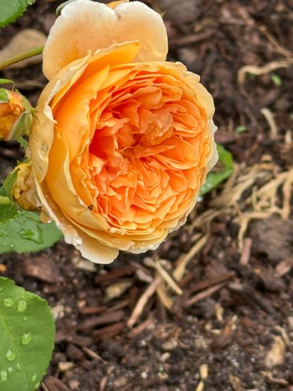 David Austin English Rose