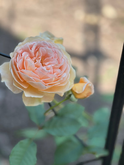 David Austin English Rose