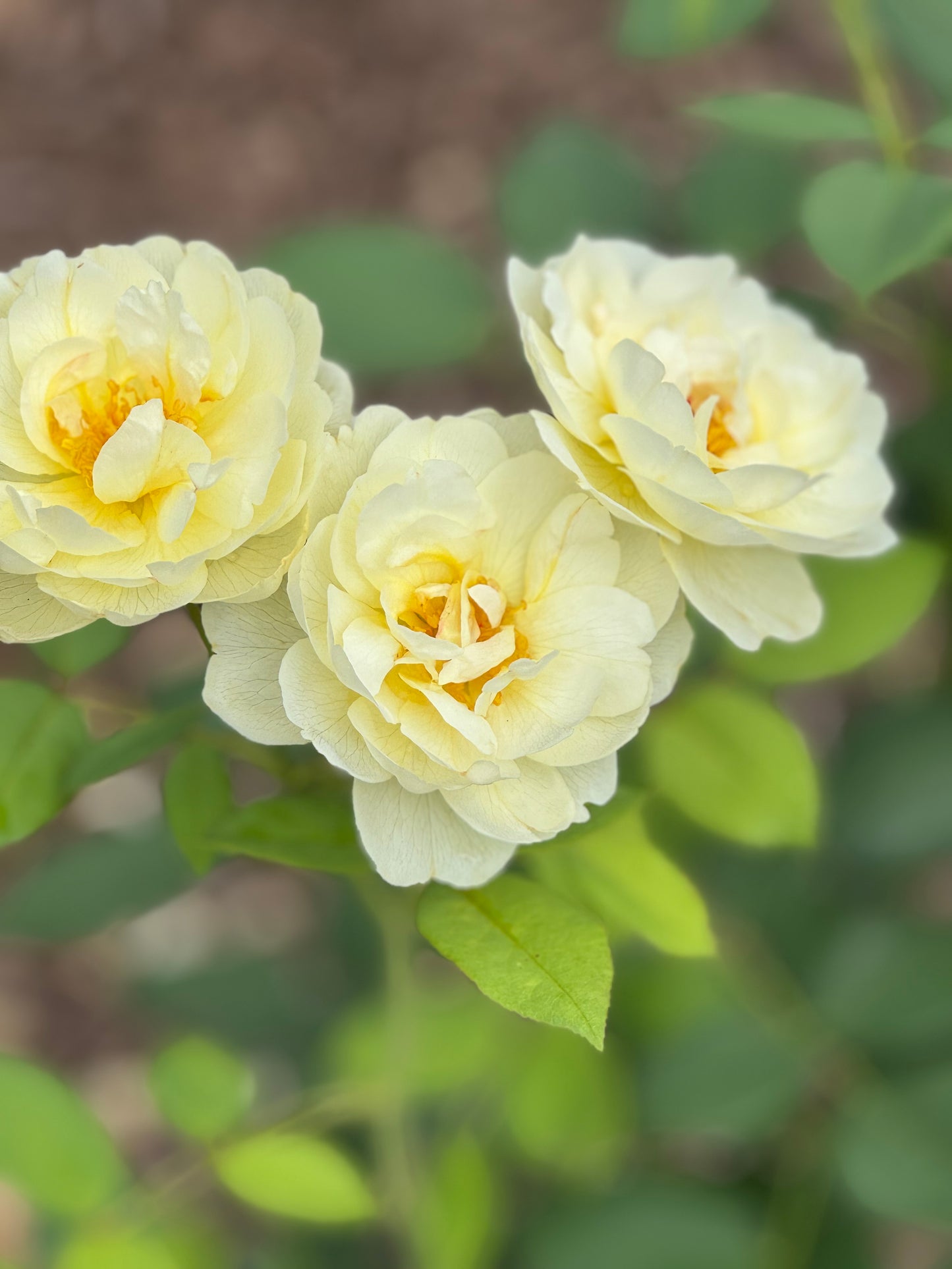 David Austin English Rose