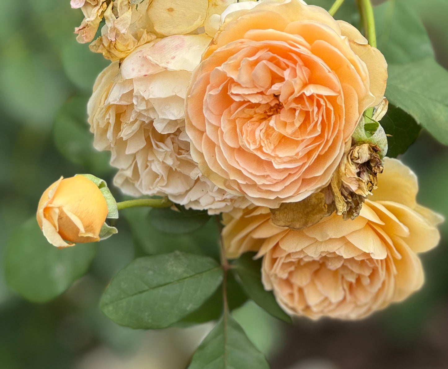 David Austin English Rose