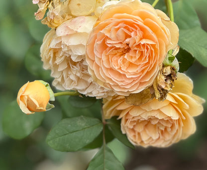 David Austin English Rose