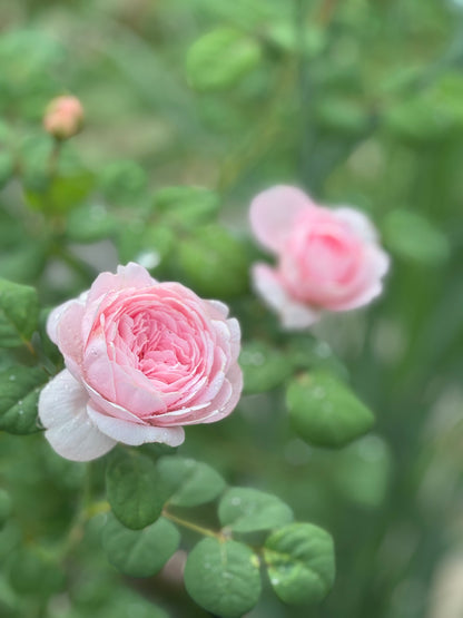 David Austin English Rose