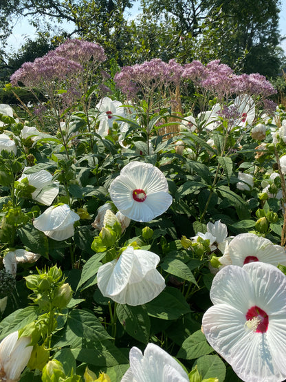 Summerific® Hardy Hibiscus