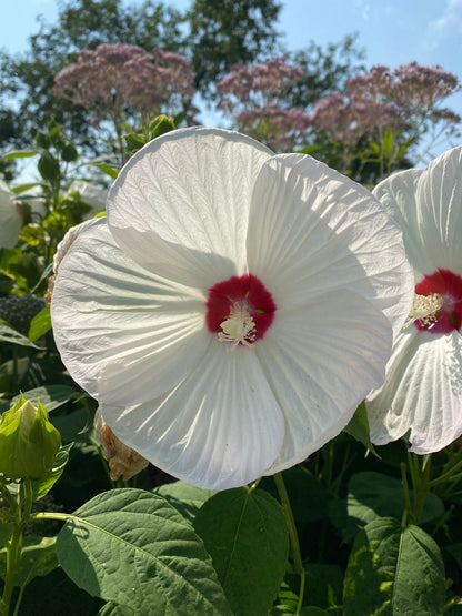 Summerific® Hardy Hibiscus