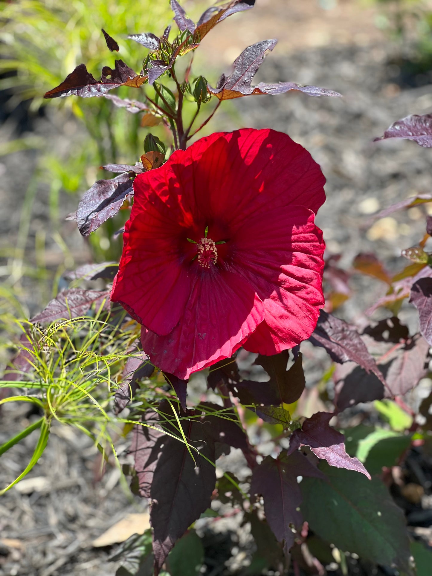 Summerific® Hardy Hibiscus