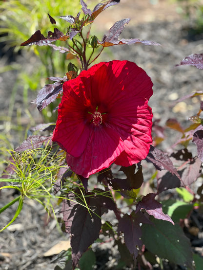 Summerific® Hardy Hibiscus