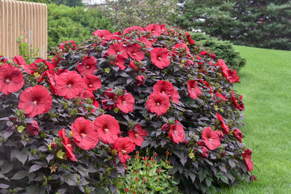 Summerific® Hardy Hibiscus