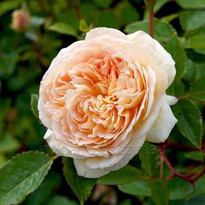 David Austin English Rose