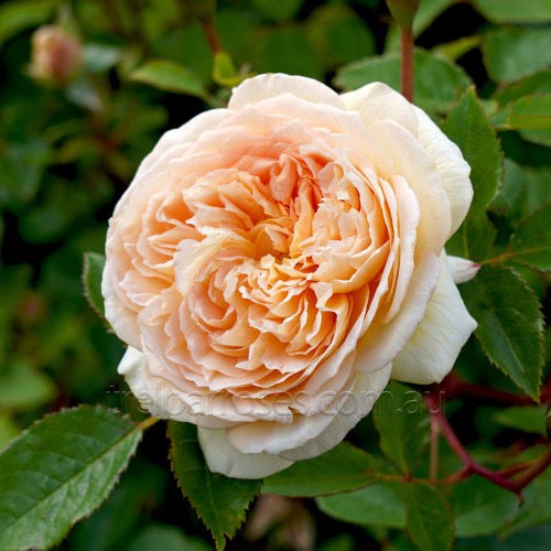David Austin English Rose