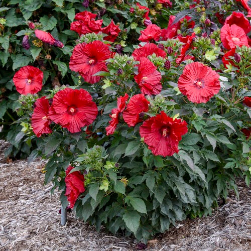 Summerific® Hardy Hibiscus