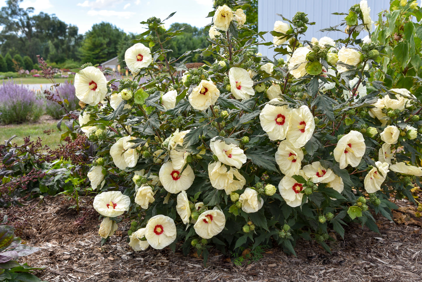 Summerific® Hardy Hibiscus