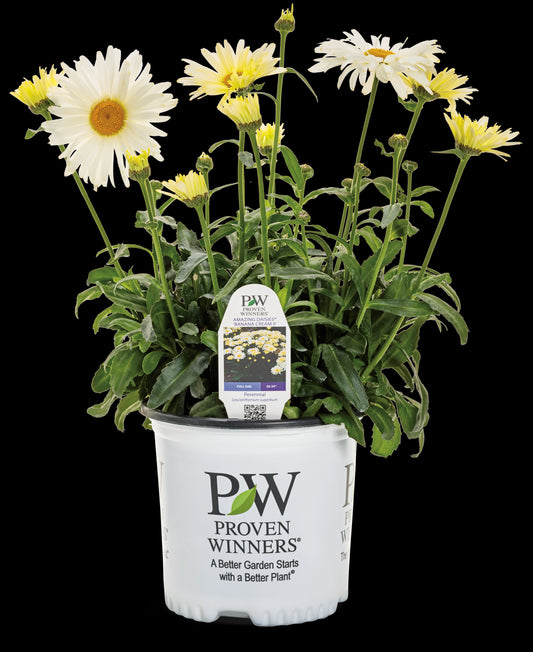 Amazing Daisies® 'Banana Cream' Shasta Daisy