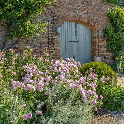 David Austin English Rose