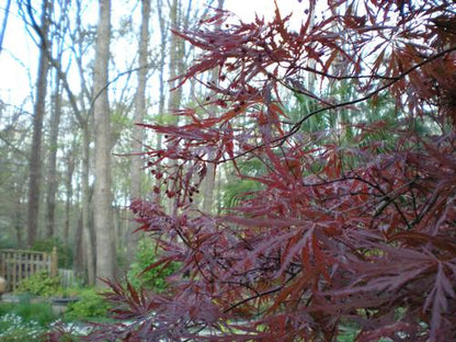 Tamukeyama Japanese Maple